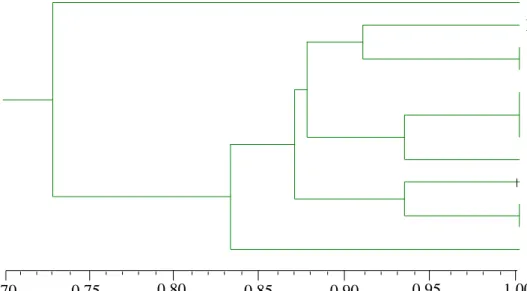 Gambar 4.7.  Dendrogram  kemiripan  genetik  organ  dari  eksplan  bunga  betina  kelapa sawit berdasarkan primer P1T14, P4T8, P4T10 dan P4T20b 