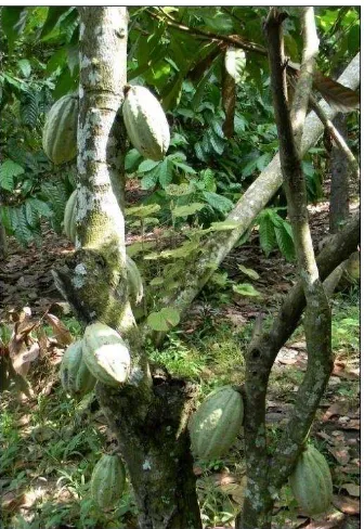Gambar 1. Tanaman Kakao dengan buah (Theobroma cacao L.) 