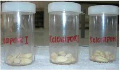 Gambar 4.  Kelompok sampel gigi premolar atas 