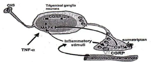 Gambar 1. Regulasi CGRP pada trigeminal ganglia neuron. Aktivasi nervus trigeminalis menyebabkan pelepasan dari CGRP dan neuropeptida lain yang merangsang pelepasan mediator-mediator inflamasi