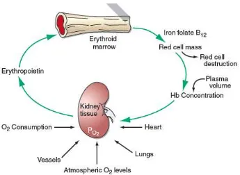Gambar II. Regulasi pembentukan sel darah merah. Dikutip dari WHO 