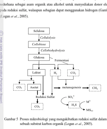 Gambar 5  Proses mikrobiologi yang mengakibatkan reduksi sulfat dalam sebuah substrat karbon organik (Logan , 2005)