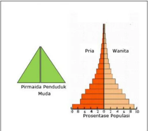 Gambar 5. Piramida  Penduduk Muda dan  Perbandingan Penduduk Pria dan Wanita