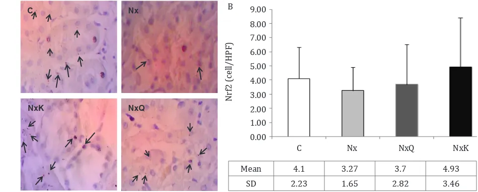 Figure 2.  MDA level (A)  and the activity of GPx (B) in kidney tissues of the Nx group increased as compared to that of the other mized rats + quercetin treatment; NxK: nephrectomized rats + captopril treatment; B) in kidney tissues were not different amo