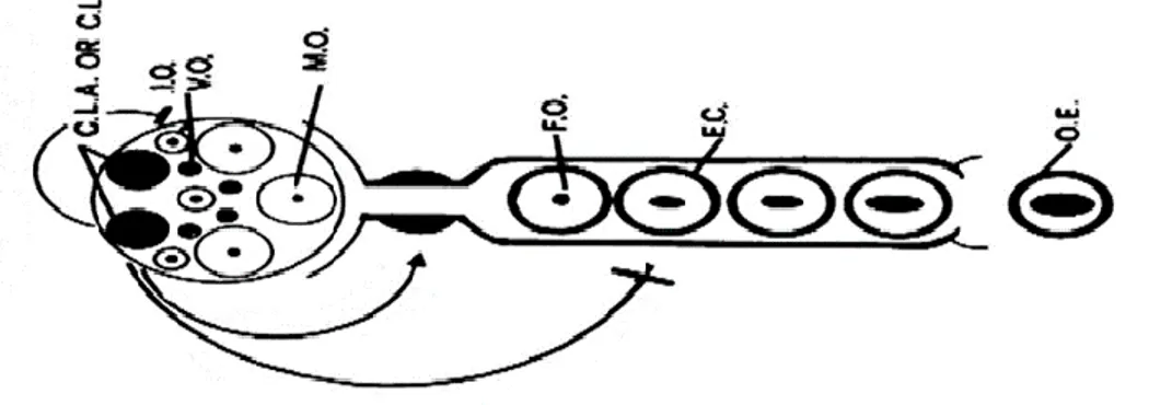 Gambar 1. Hipotesa pengaruh dari corpus luteum (CL) terhadap proses pematangan ovum sampai  pelepasan telur 