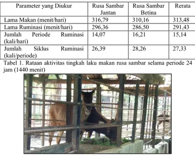 Tabel 1. Rataan aktivitas tingkah laku makan rusa sambar selama periode 24  jam (1440 menit) 
