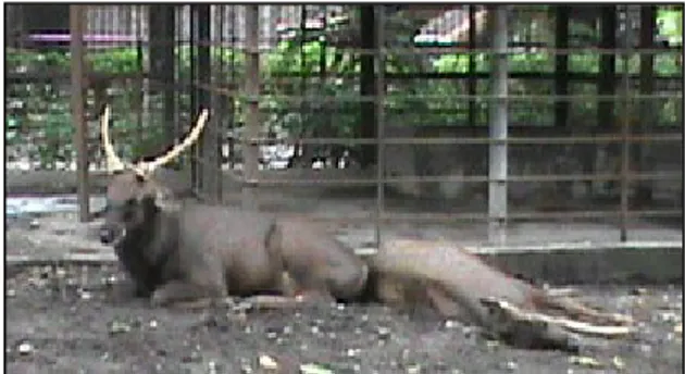Gambar 2. Rusa sambar (Cervus unicolor) betina dan jantan saat beristirahat  atau berbaring (sumber: Dokumen pribadi, 2012) 