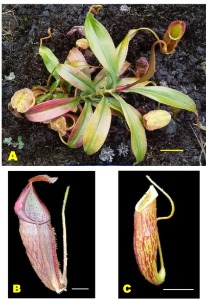 Gambar 2. Tanaman kantong semar (Nepenthes sp.) yang ditemukan di Gunung Galunggung Kabupaten  Tasikmalaya