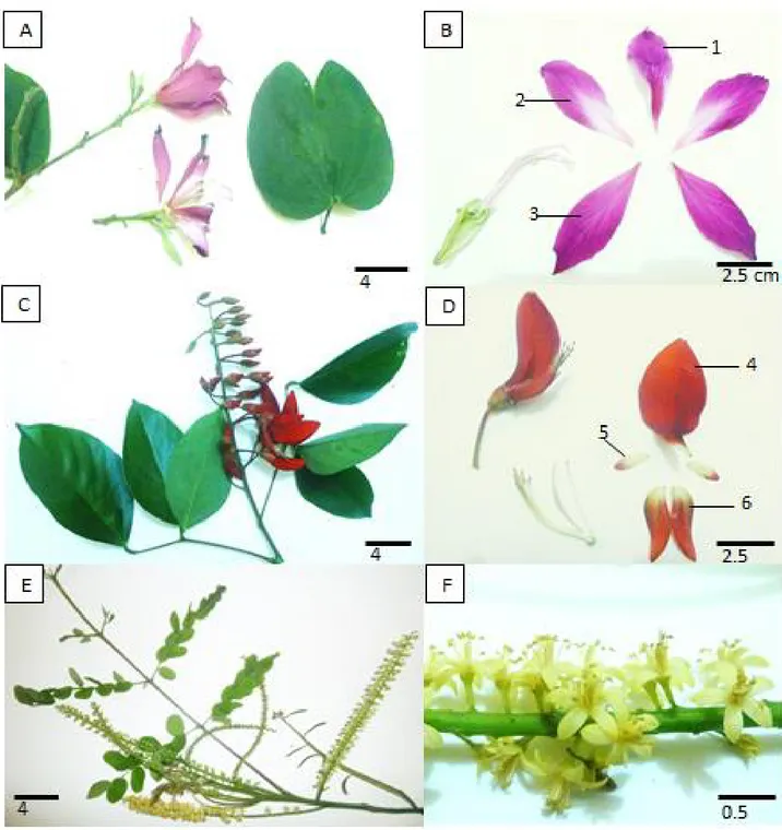 Gambar 1.  Perbandingan morfologi bunga pada suku Fabaceae. Anak suku Caesalpinioideae: A