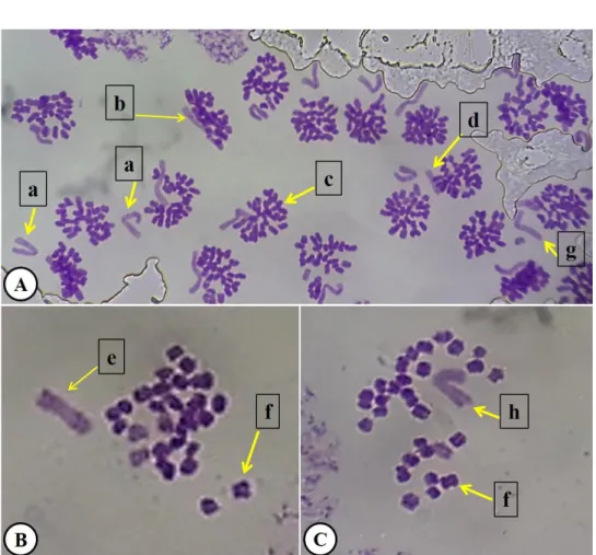 Gambar  2.  Visualisasi  kromosom  sel  induk  sperma  Gryllus  bimaculatus  pada  perbesaran  1000x  dibawah  mikroskop cahaya 2n ♂= 29 (28 A + X0) 