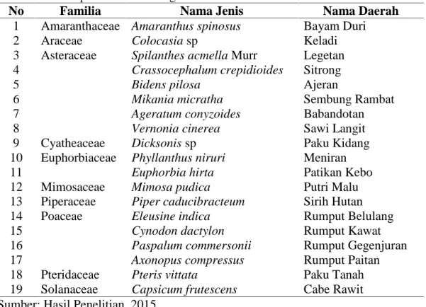 Tabel 4.1 Jenis-jenis Tumbuhan Herba yang Terdapat di Kawasan DAS Kreung Jreue pada Stasiun 1 bagian Hulu