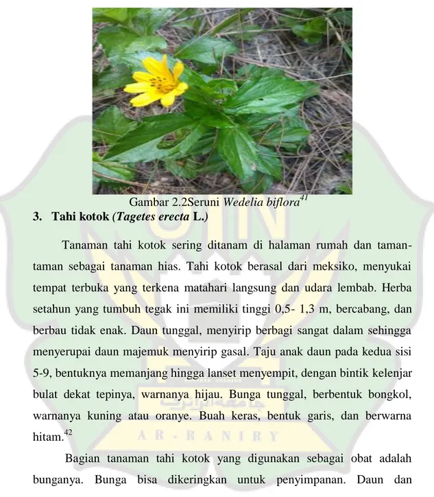 Gambar 2.2Seruni Wedelia biflora 41 3.  Tahi kotok (Tagetes erecta L.) 