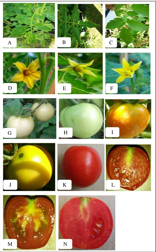 Gambar 1.  Morfologi  buah.  A.  Bentuk  daun  kerdil.  B.  Bentuk  daun  hirsutum.  C