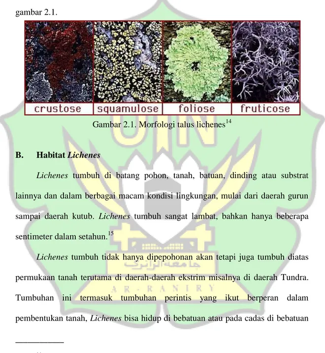 Gambar 2.1. Morfologi talus lichenes 14
