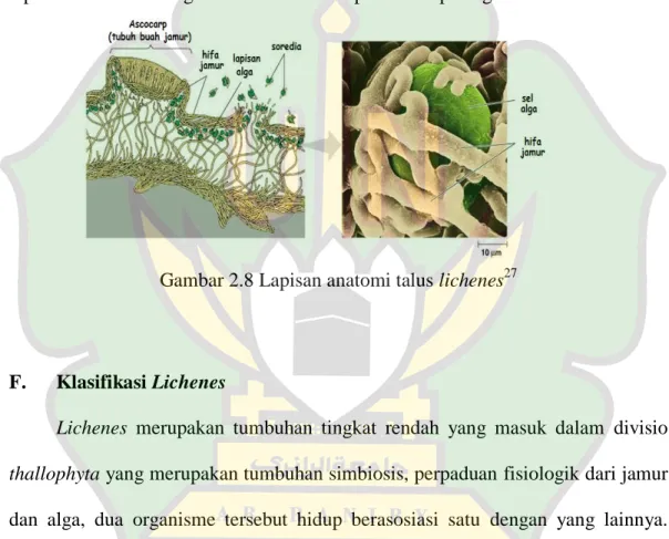 Gambar 2.8 Lapisan anatomi talus lichenes 27