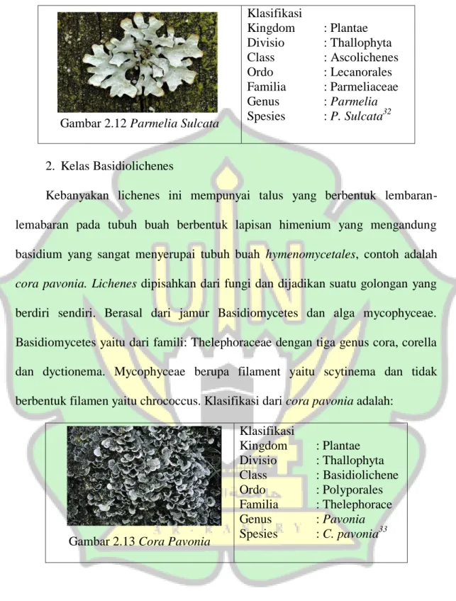 Gambar 2.12 Parmelia Sulcata  Klasifikasi  Kingdom  : Plantae  Divisio   : Thallophyta Class     : Ascolichenes Ordo   : Lecanorales Familia : Parmeliaceae Genus   : Parmelia Spesies : P