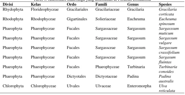 Tabel 1. Klasifikasi makroalga yang ditemukan di Perairan Londalima 