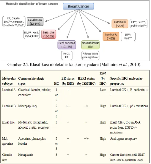 Gambar 2.2 Klasifikasi molekuler kanker payudara (Malhotra et al., 2010). 