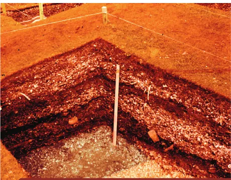 Fig. 4: Estratigrafía de Lancha Packewaia. Se observan las dos capas superpuestas correspondientes al Componente         Reciente, separadas por la tierra oscura y más abajo los sedimentos del Componente Antiguo.