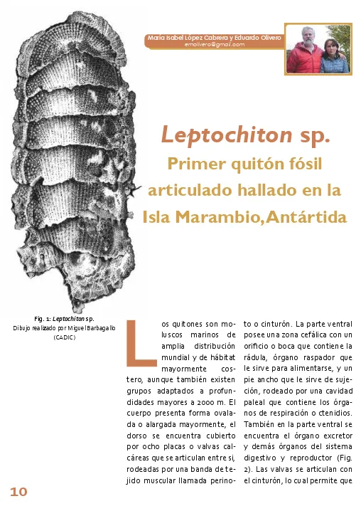 Fig. 1: Leptochiton sp. 