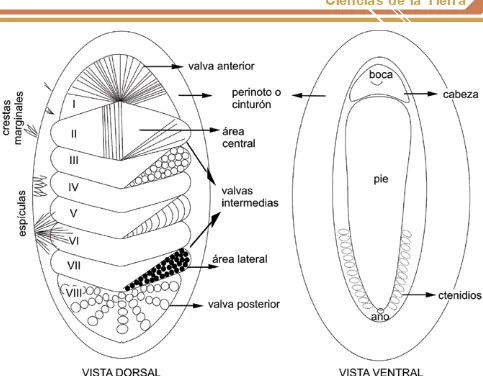 Fig. 2: Morfología del quitón. Vista dorsal (izquierda); valvas numeradas I: anterior, II-VII: intermedias, VIII: posterior