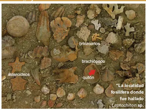 Fig. 3: Leptochiton sp (lecha) y fauna fósil asociada.