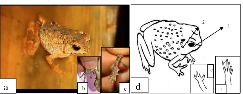 Gambar 4.1. a. Bufo asper; b. Jari tangan licin; c. Jari kaki berbentuk gada; d. Sketsa B
