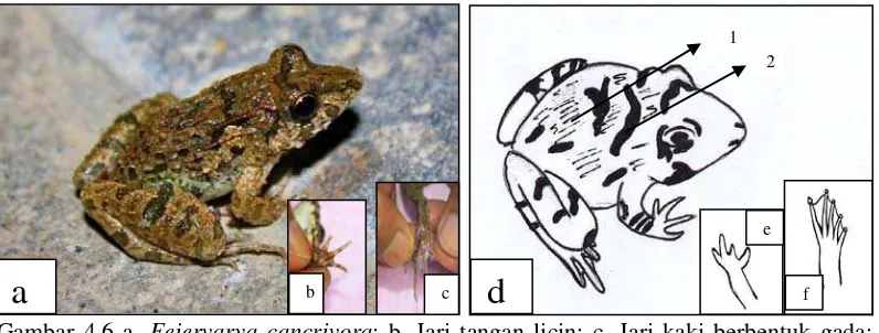 Gambar 4.6 a. Fejervarya cancrivora; b. Jari tangan licin; c. Jari kaki berbentuk gada; Sketsa F