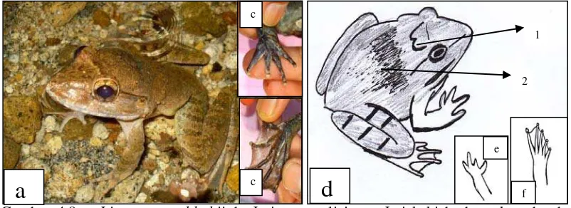 Gambar 4.7 a. Fejervarya limnocharis; b. Jari tangan licin; c. Jari kaki berbentuk gada; d