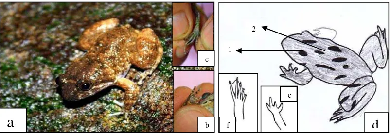 Gambar 4.9 a. Limnonectes kuhlii; b. Jari tangan licin; c. Jari kaki berbentuk gada; d