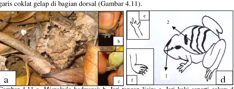 Gambar 4.11 a. Microhyla bedmorei; b. Jari tangan licin; c. Jari kaki seperti cakar; d