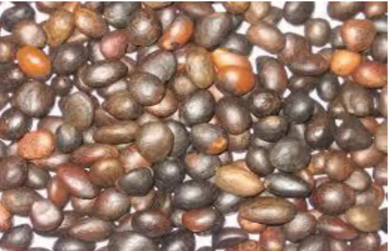 Gambar .5 Inti sawit (kernel). 
