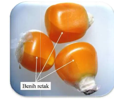 Gambar benih retak ddisajikan pa