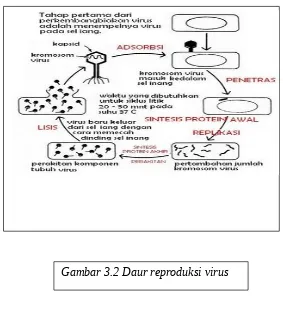 Gambar 3.2 Daur reproduksi virus