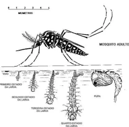 Gambar 2.1. Siklus Hidup Nyamuk Aedes aegypti (Sumber: Anonim, 2015) 