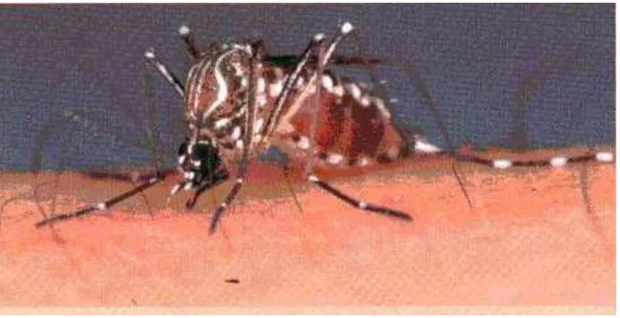 Gambar 2.5. Nyamuk Aedes aegypti (Sumber: Kemenkes RI, 2012: 32) 