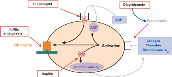 Gambar 2. 9 Mekanisme Obat Antiplatelet dalam Mencegah Agregasi  Platelet (sumber: Katzung, 2007) 