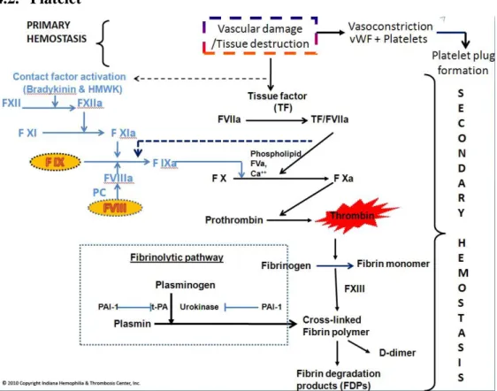 Gambar 2. 5 Proses Pembentukan Platelet (sumber: Indiana Hemophilia &amp;  Thrombosis Center, 2010) 