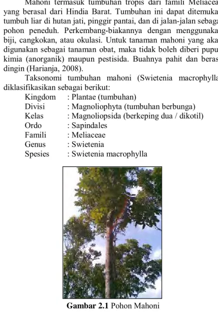 Gambar 2.1  Pohon Mahoni 