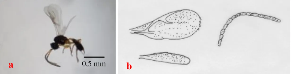 Gambar 2. Imago Aphidius sp. (a) dan organ (b) sayap depan (1), sayap belakang (2)   dan antena (3) 