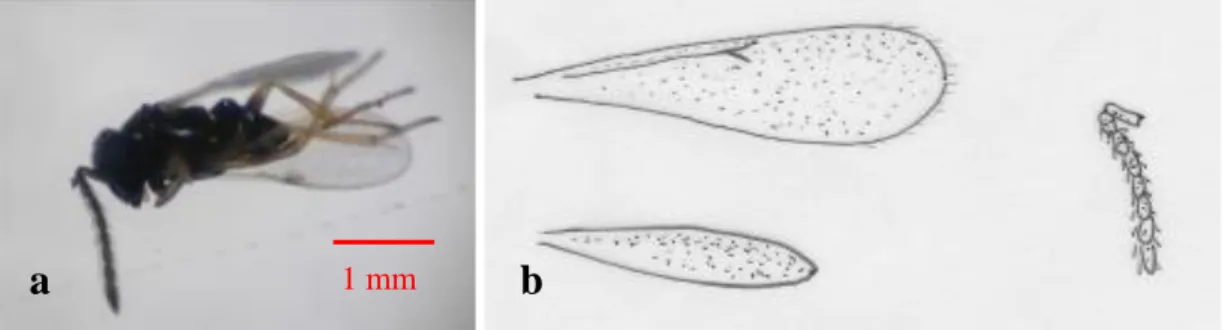 Gambar 5. Imago Aphidius sp. (a) dan organ (b) sayap depan (1), sayap belakang (2)   dan antena (3)