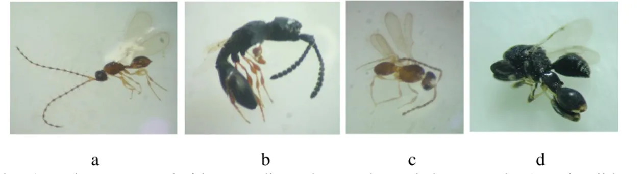 Gambar 1.  Beberapa  parasitoid  yang  ditemukan  pada  perkebunan  pala  (a.  Diapriidae,  b