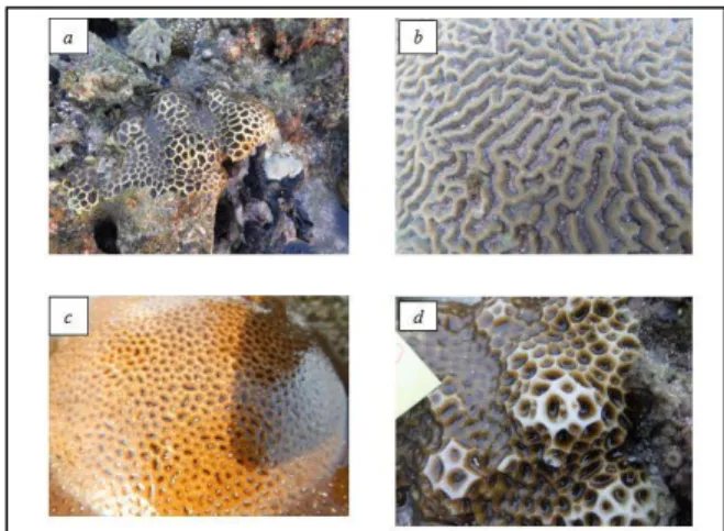 Gambar  3.  Komposisi  Famili  Karang  Keras  di  Zona  Intertidal Pantai Mandalika. 