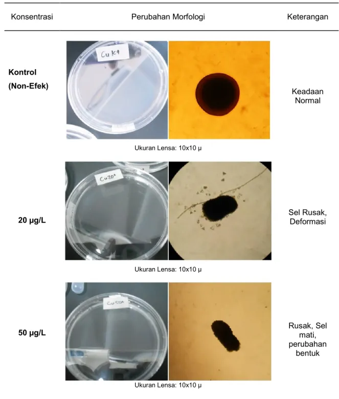 Tabel 5. Perubahan Morfologi Larva Planula Karang Acropora humilis Selama Uji   Toksisitas