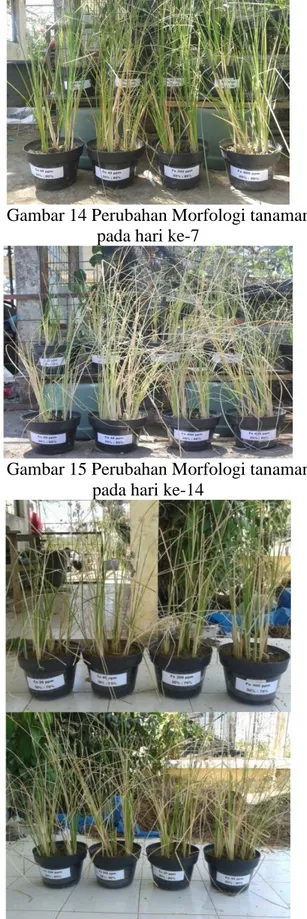 Gambar 13 Perubahan Morfologi tanaman  pada hari ke-0 