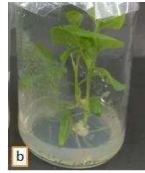 Gambar 1 Planlet tanaman terung 
