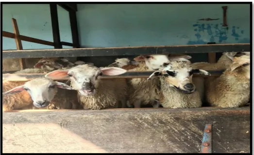 Gambar 2.1 Domba Waringin di Peternakan Domba Waringin di Kelurahan       Sidomulyo, Kabupaten Langkat, Sumatera Utara 