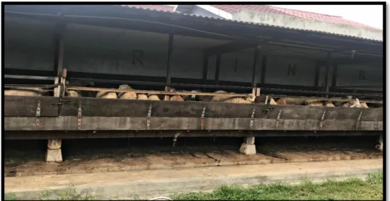 Gambar 3.1 Area Kandang Domba Waringin di Peternakan Domba Waringin di         Kelurahan Sidomulyo, Kabupaten Langkat, Sumatera Utara 