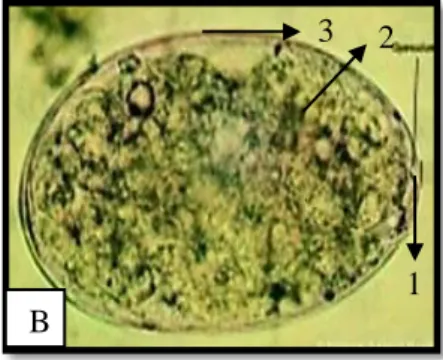Gambar 4.3  Telur Paramphistomum sp.  