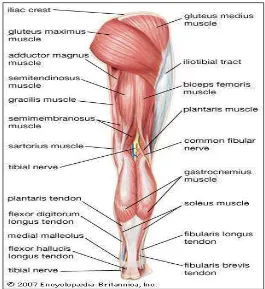 Gambar 2.2 Anatomi Otot Tungkai Posterior 